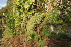Weinlese 2020 13